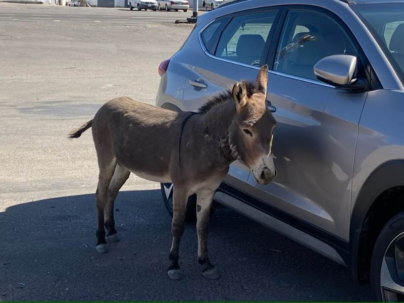 2026 01 02f - JoceMidée.jpg