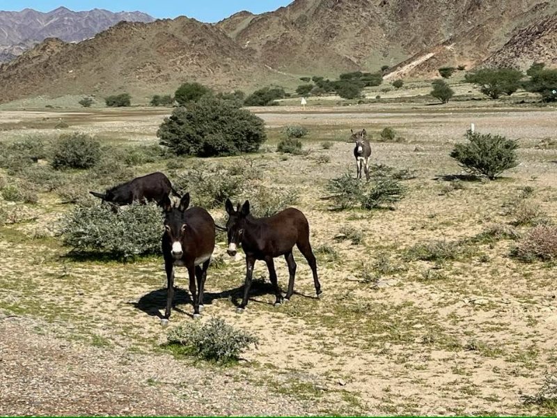 2026 01 02i - JoceMidée.jpg