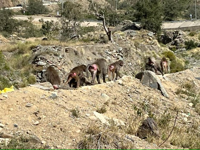 2026 01 08a - JoceMidée.jpg