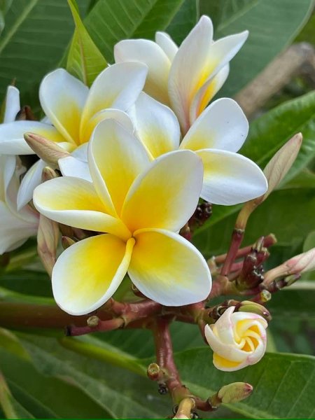 2026 01 08d - JoceMidée.jpg