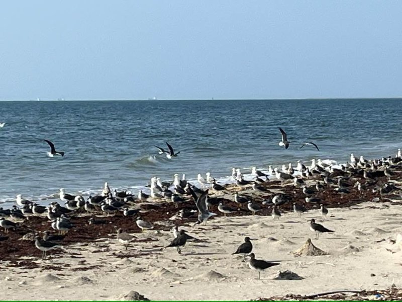 2026 01 09ea - JoceMidée.jpg