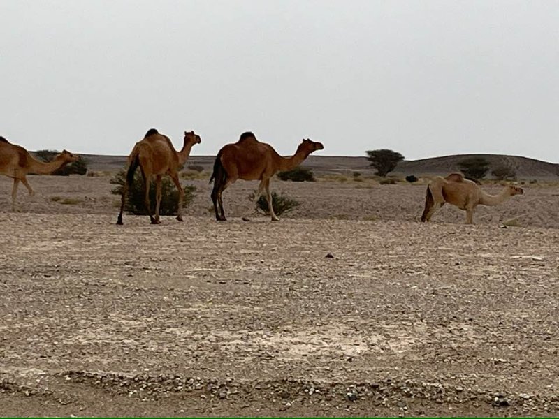 2026 01 25d - JoceMidée.jpg